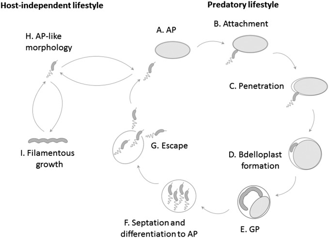 Fig. S1.