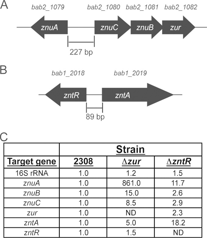 FIG 1