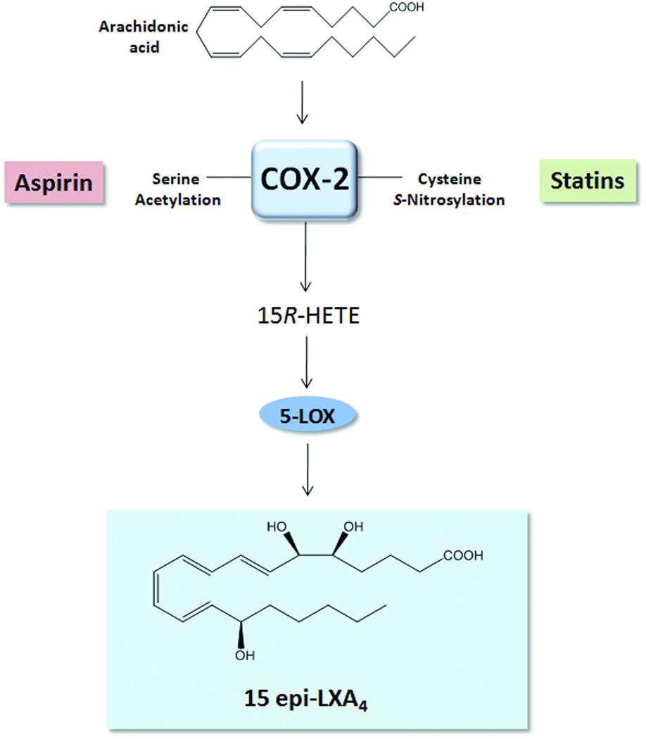 Novel lipid mediators promote resolution of acute inflammation: impact ...