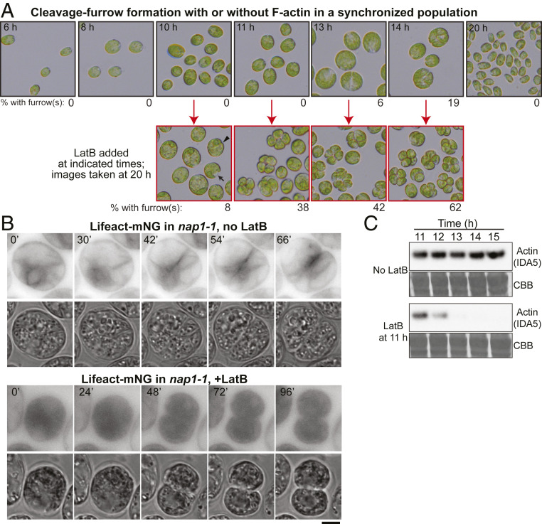 Fig. 4.