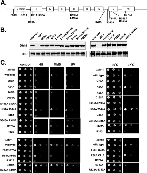 FIGURE 4.