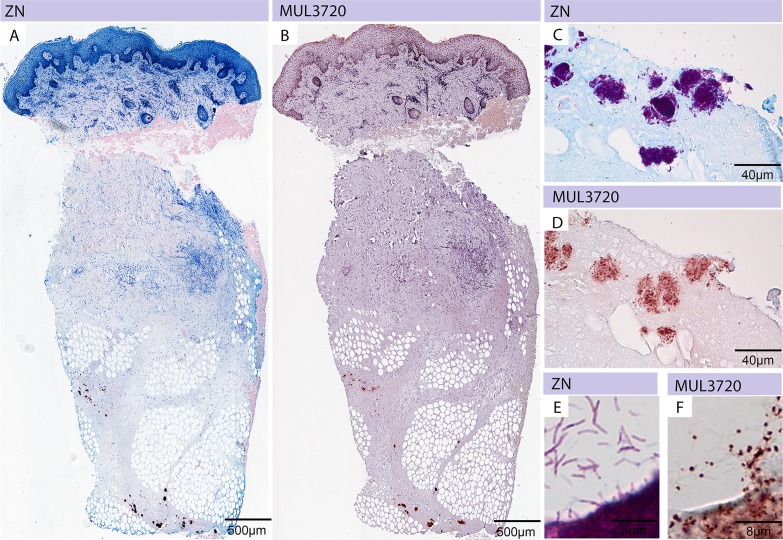 Fig 5