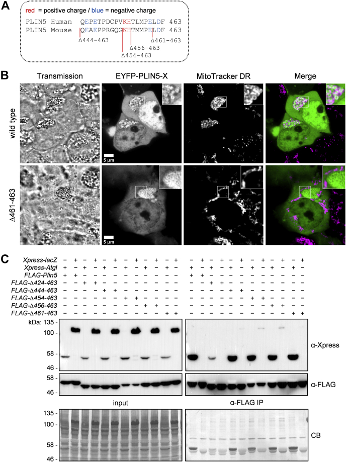 Fig. 2