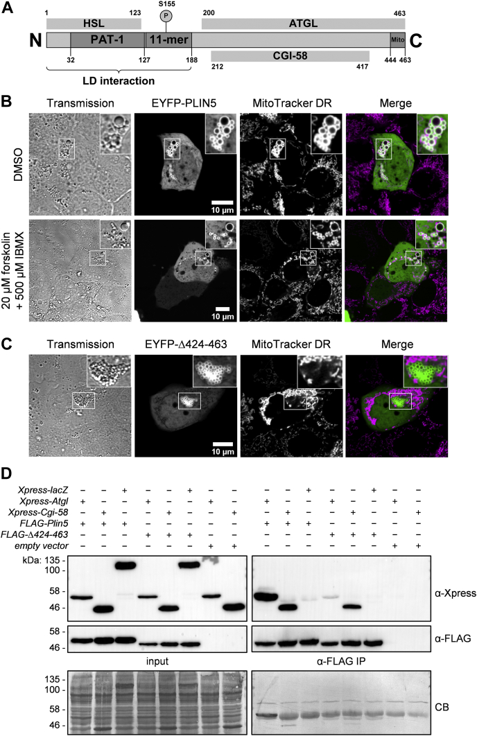 Fig. 1