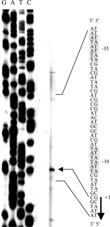 FIG. 2.