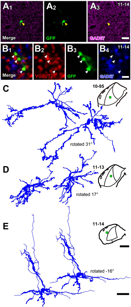 Figure 5