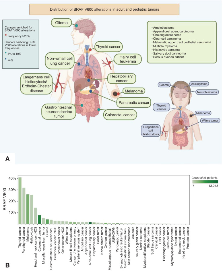 Figure 1. A, Distribution of BRAF V600 mutations in adult and pediatric tumors. B, Frequency of BRAF V600 mutations by tumor histology. Figure panel A is a cartoon schematic with examples of various BRAF-mutated nonmelanoma cancers and the distribution in adult and pediatric tumors. Figure panel B shows the frequency of BRAF V600 mutations in 43 different tumor types across 2,963 samples in the AACR GENIE database.