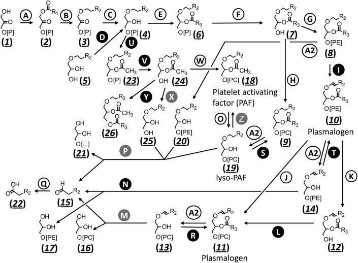 Fig. 1