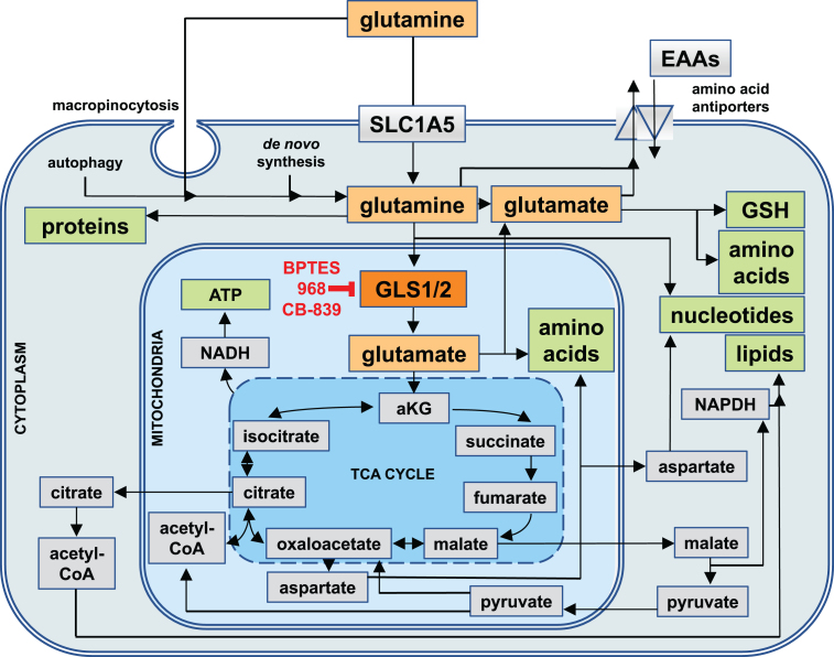 Fig.1