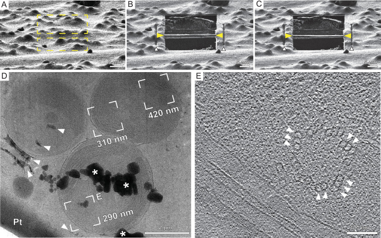 Figure 2—figure supplement 3.