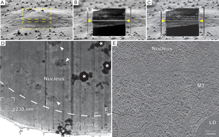 Figure 2—figure supplement 2.