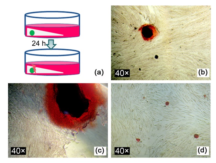 Fig. 10