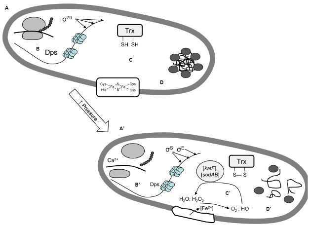 FIGURE 3