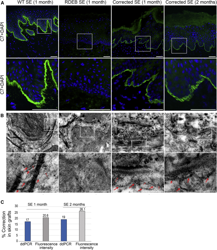 Figure 6