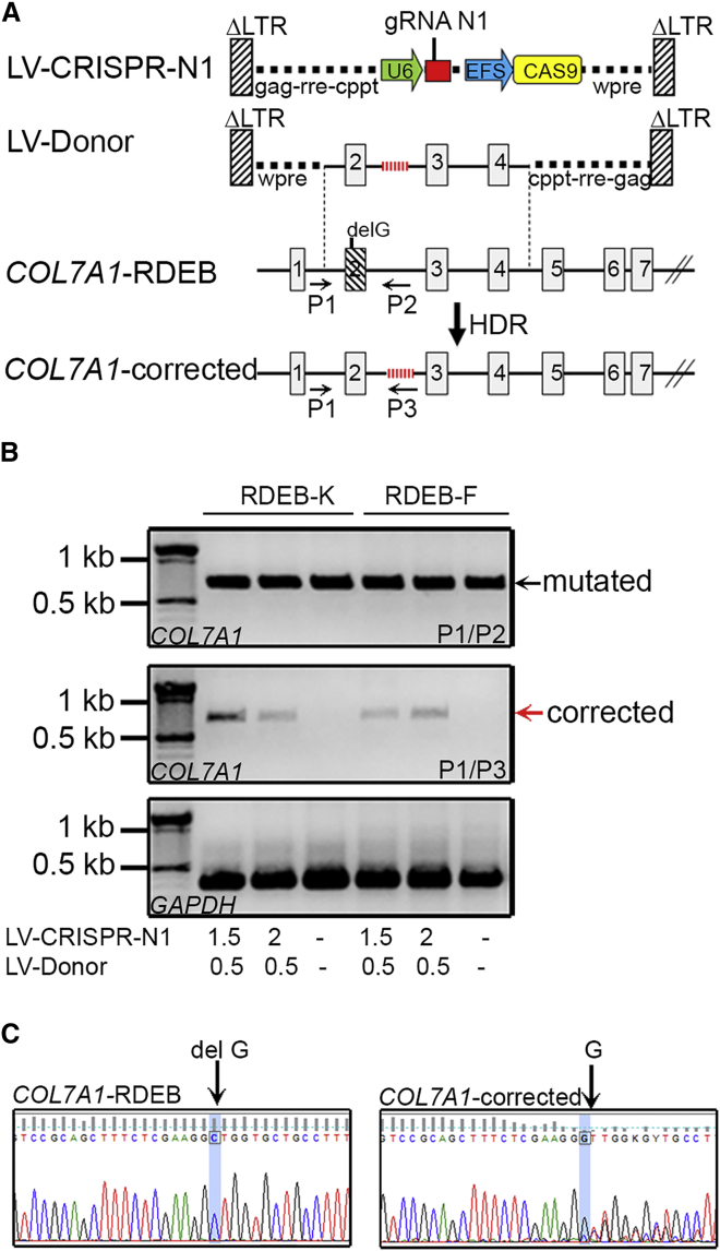 Figure 2