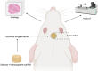 Image, graphical abstract
