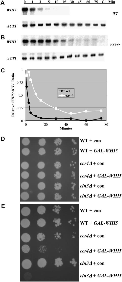 Figure 7.—