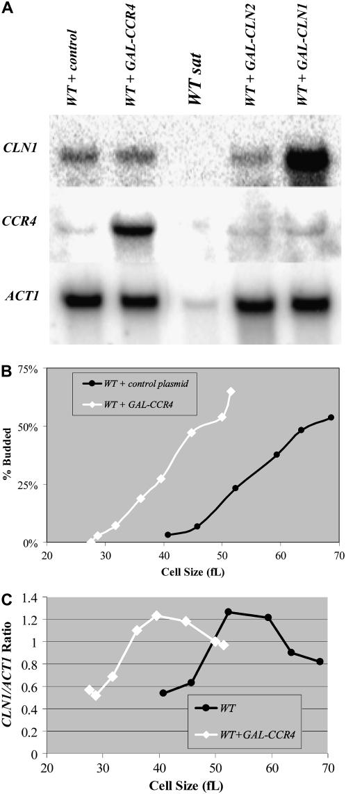 Figure 5.—