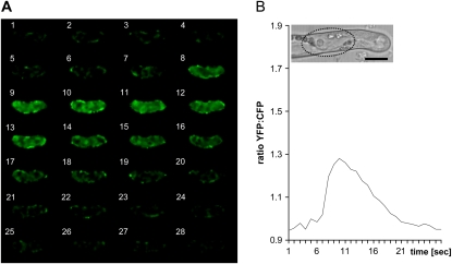 Figure 5.