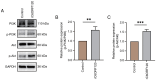 Figure 5. rC6ORF120 modulates the PI3K / Akt signaling pathway in HUVECs (A) Western blot analysis of PISK, p–PI3K, Akt and p–Akt in the HUVECs treated with rC6ORF120. Bar graph representing relative ...