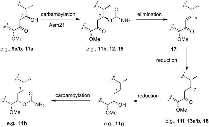 Scheme 5