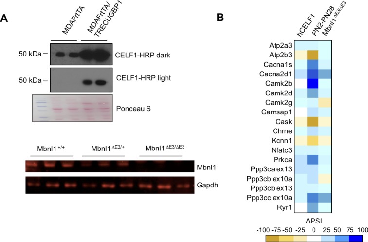 Figure 6—figure supplement 1.