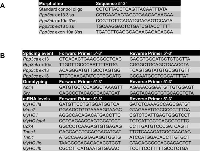 Figure 8—figure supplement 2.