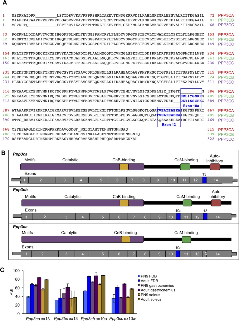 Figure 7—figure supplement 1.