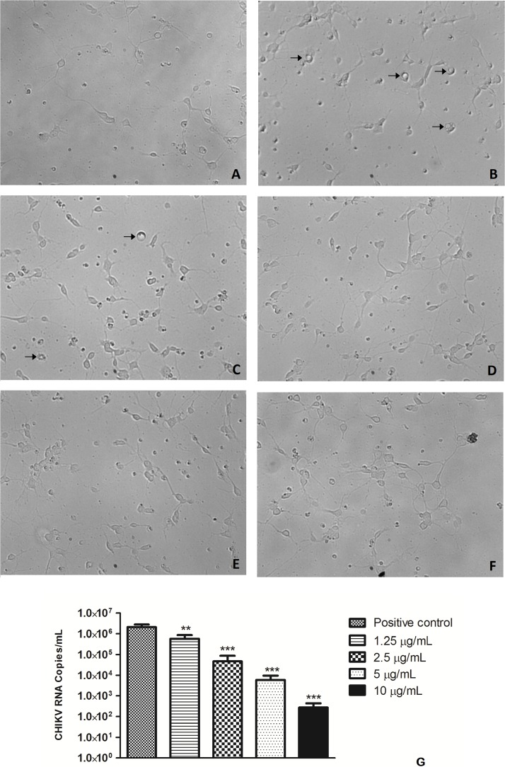 FIGURE 4