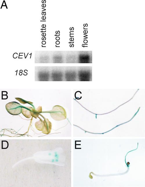 Figure 5.