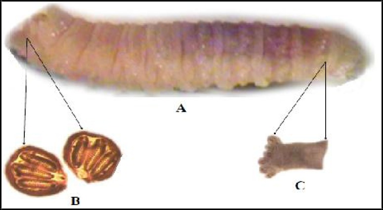 Fig. 2.