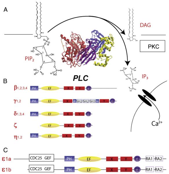 Fig. 1