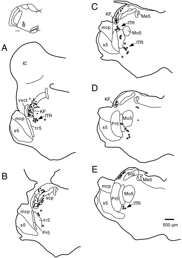 Fig. 5.