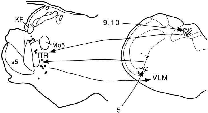 Fig. 7.