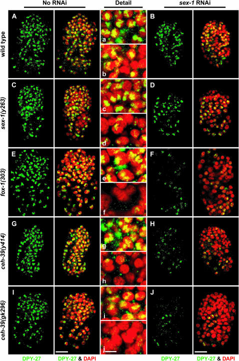 Figure 3.—