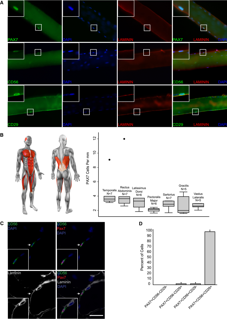 Figure 1