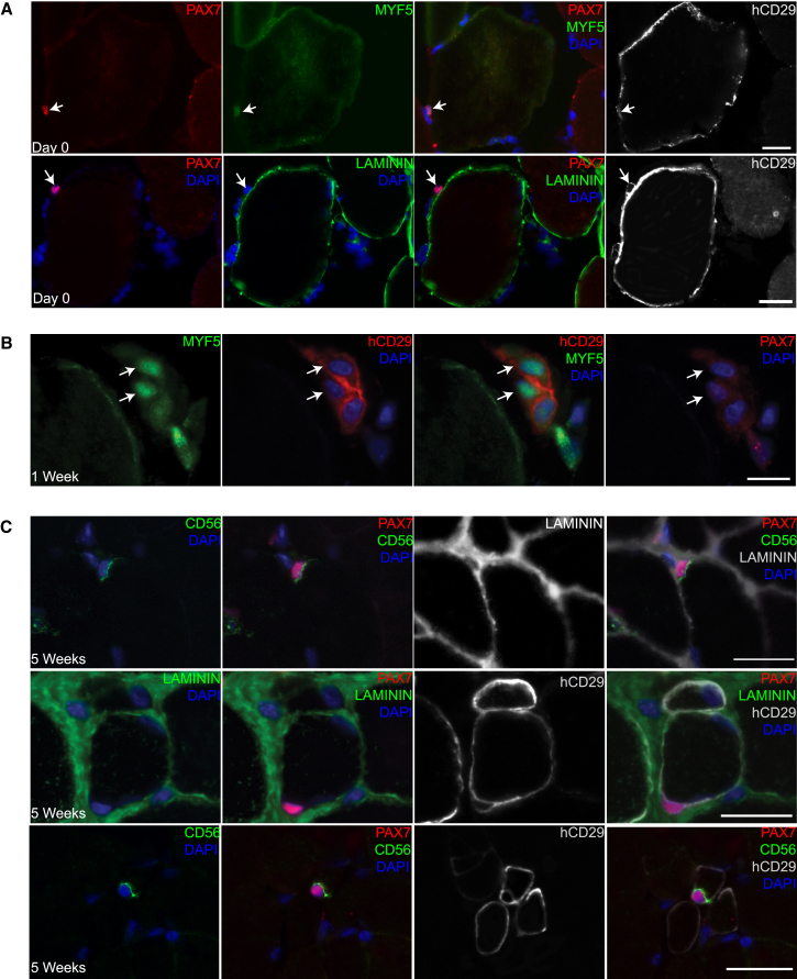 Figure 3