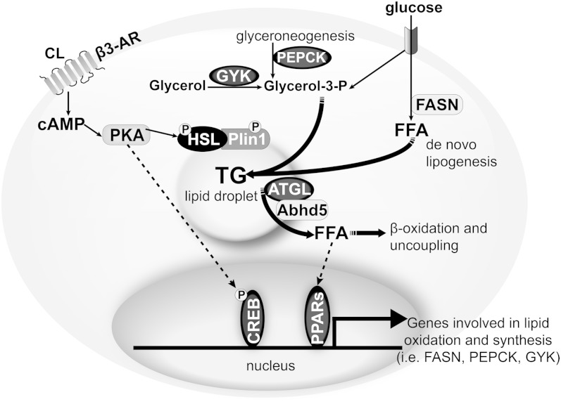 Fig. 8.