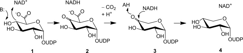 SCHEME 1.