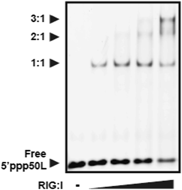 Figure 3—figure supplement 1.