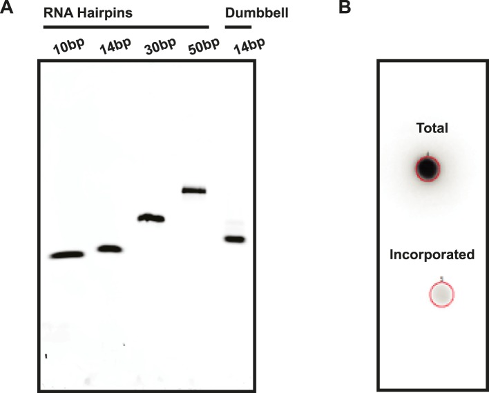 Figure 3—figure supplement 2.