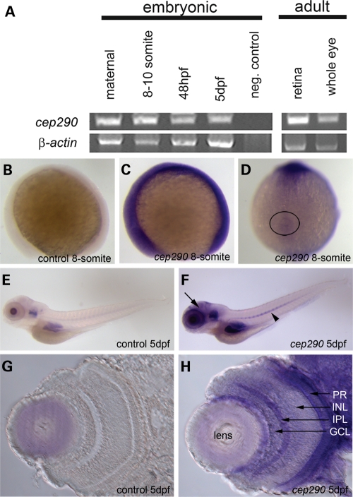 Figure 1.