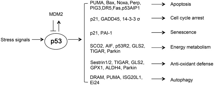 Figure 1.