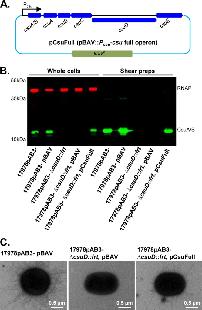 FIG 2