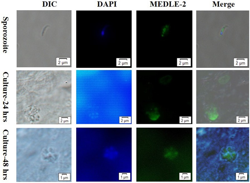 FIGURE 3