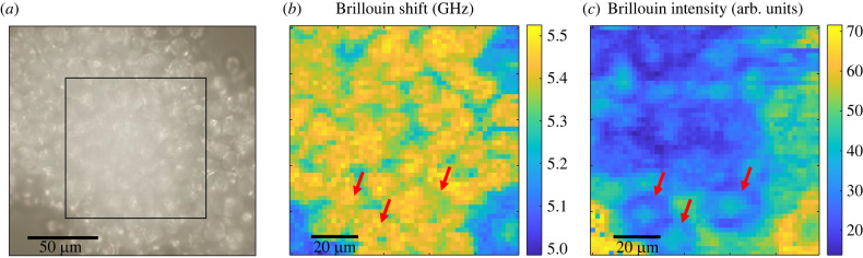 Figure 3. 