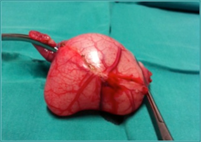 Fig. 2