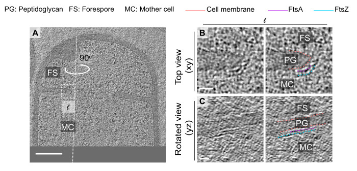 Figure 7—figure supplement 2.