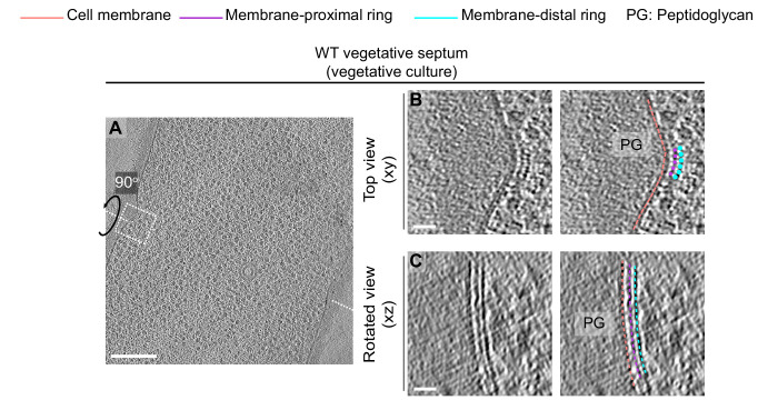 Figure 3—figure supplement 1.