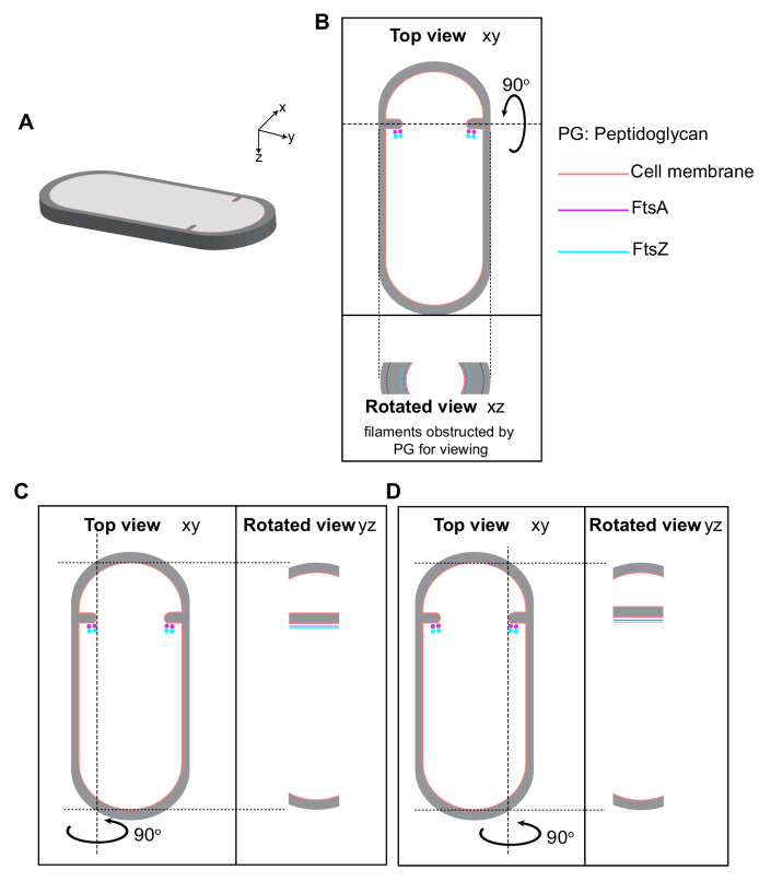 Figure 7—figure supplement 1.